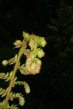 Polystichum setiferum RCP6-2014 265.JPG